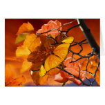 Oranges In Nature Cards