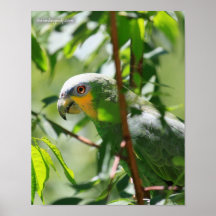 Orangewing Amazone Affiches