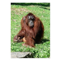 Orangutan ATC ACEO Calendar 2012 Bookmark