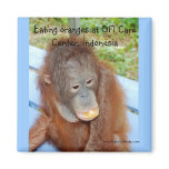 Orangutan Baby Eating an Orange magnets