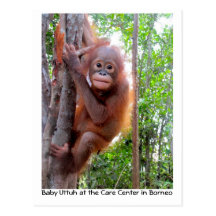Orangutan Baby Uttuh in Rainforest Post Card