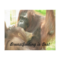 Orangutan Breastfeeding Gallery Wrapped Canvas