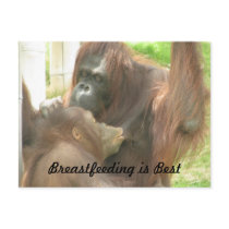 Orangutan Breastfeeding Postcard
