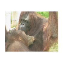Orangutan Breastfeeding Postcards