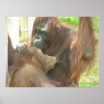Orangutan Breastfeeding Print