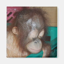 Orangutan Eyes Refrigerator Magnet