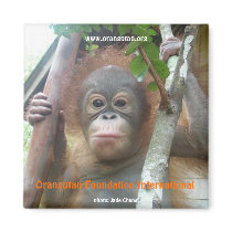 Orangutan Foundation International ~Rescued Orphan