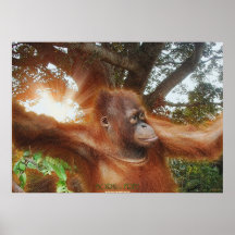 Orangutan in Borneo Jungle Sunlight Wildlife Art Print