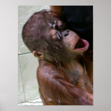 Orangutan Photos :  Bath Day Print