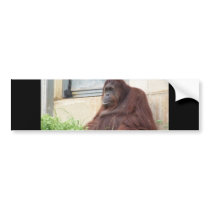 Orangutan Portrait Bumper Stickers