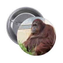 Orangutan Portrait Pins