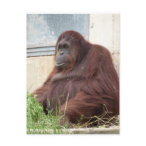 Orangutan Portrait Postcard