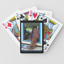 Orangutan Siswe watches IMAX Movie Playing Cards
