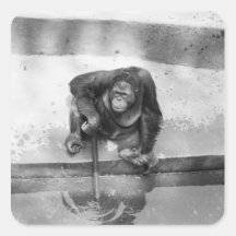 Orangutan Sticker