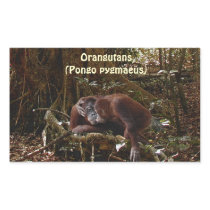 Orangutans & Jungle Great Ape Primate Stickers
