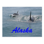 Orca and calf, Alaska Post Card