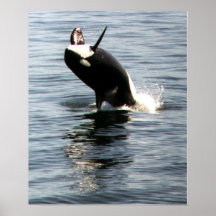Orca breaching in Puget Sound Poster