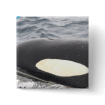 Orca Killer Whale Head - Oval Pinback Buttons