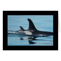 Orca/Killer Whale Mother's Day Card