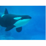 orca killer whale underwater blue photo sculptures