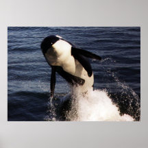 Orca Print