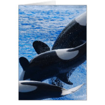Orca Trio Greeting Card