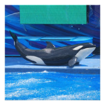 Orca Whale Showing Off Announcements