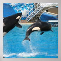 Orca Whales Print