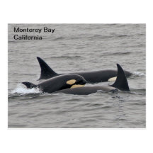 Orcas on the Monterey Bay Postcard