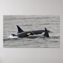 Orcas on the Monterey Bay Print