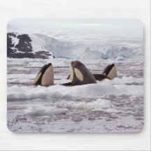 Orcas Spyhopping Mouspad Mouse Mat