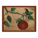 Orchard Apple Recipe Card Post Cards