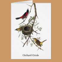 Orchard Oriole - John James Audubon cards