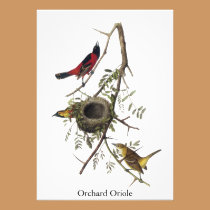 Orchard Oriole - John James Audubon invitations
