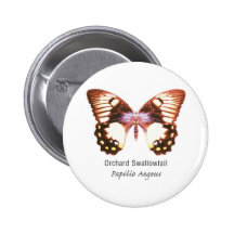 Orchard Swallowtail Butterfly with Name Pinback Button