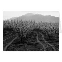 Orchards at Banning Heights, Mt. San Jacinto, 1966 Card