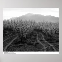 Orchards at Banning Heights, Mt. San Jacinto, 1966 Posters