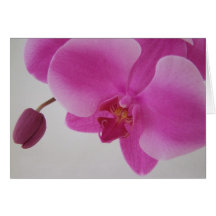 Orchid and Bud Greeting Card