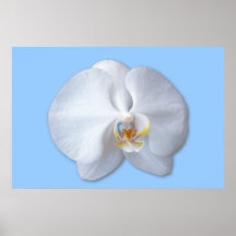 Orchid Blossom Poster