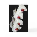Orchid Blossoms Greeting Card