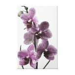 Orchid Canvas Print