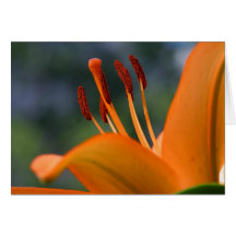 Orchid Card