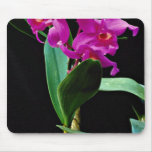 Orchid cattleya (Hailstorm Nilene)  flowers Mousepads