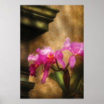 Orchid - Cattleya Posters