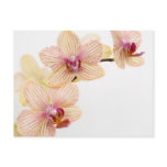 ORCHID DELIGHT POSTCARDS