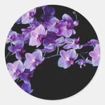 Orchid doritanopsis Coral Gleam flowers Sticker