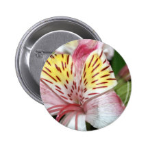 Orchid flower close up, pink white yellow photo