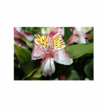 Orchid flower close up, pink white yellow photo acrylic cut outs