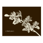 Orchid flower photo custom thank you note card post cards