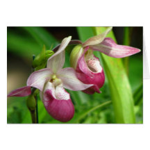 Orchid Greeting Card